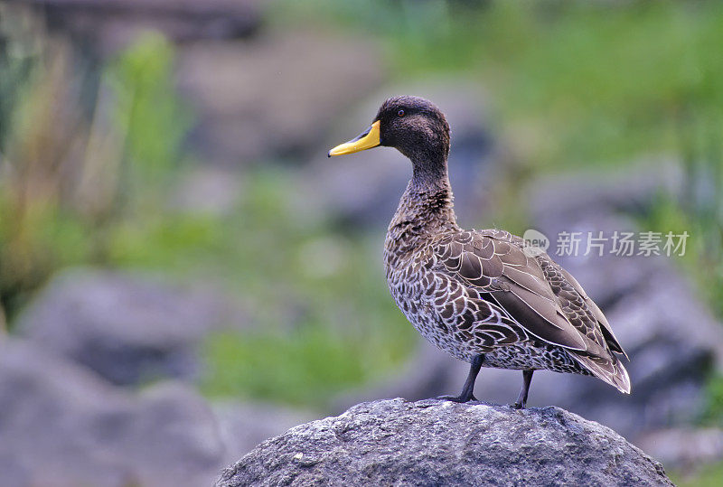 黄嘴鸭(Anas undulata)是一种涉水鸭，是非洲南部和东部大量的常驻繁殖者。肯尼亚安博塞利国家公园。雁形目。